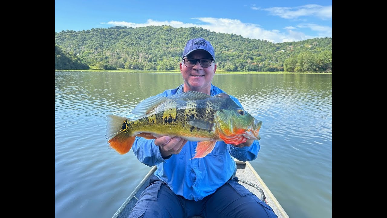Buena pesca de Tucunare Peacock Bass Puerto Rico - Mucha accion