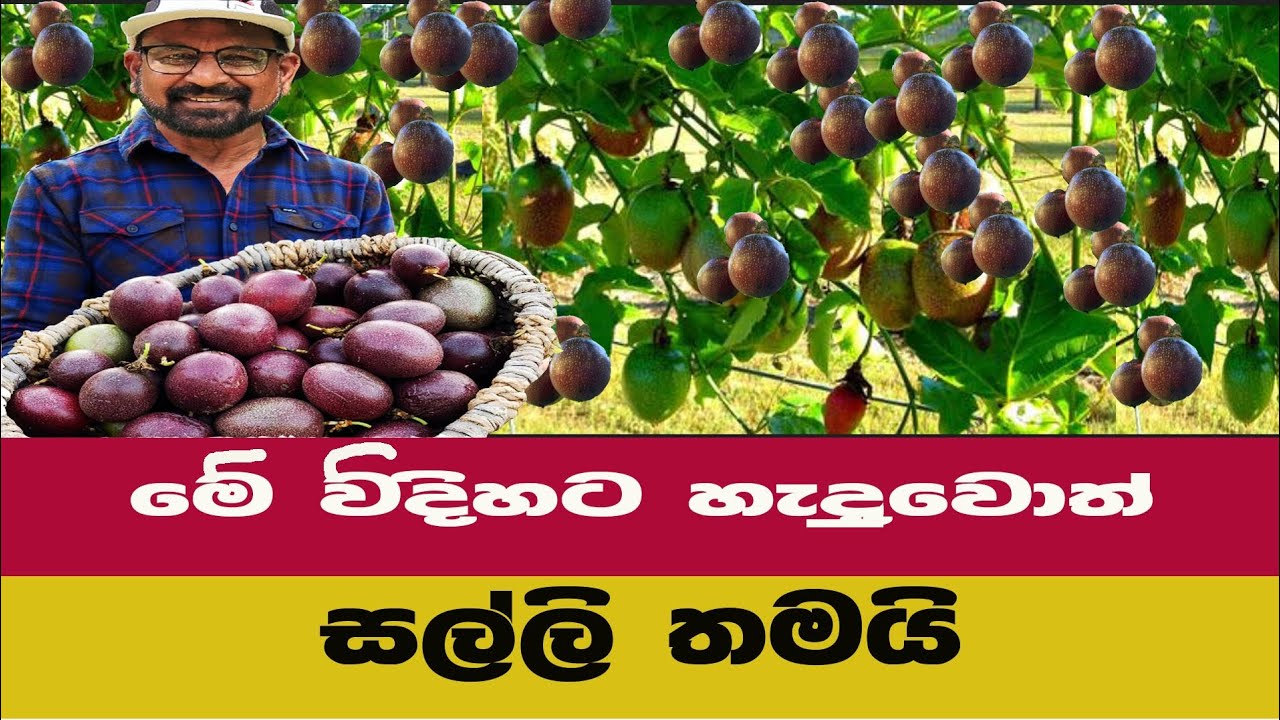 පැෂන් වලින් සල්ලි හොයමු / @Agriview61 