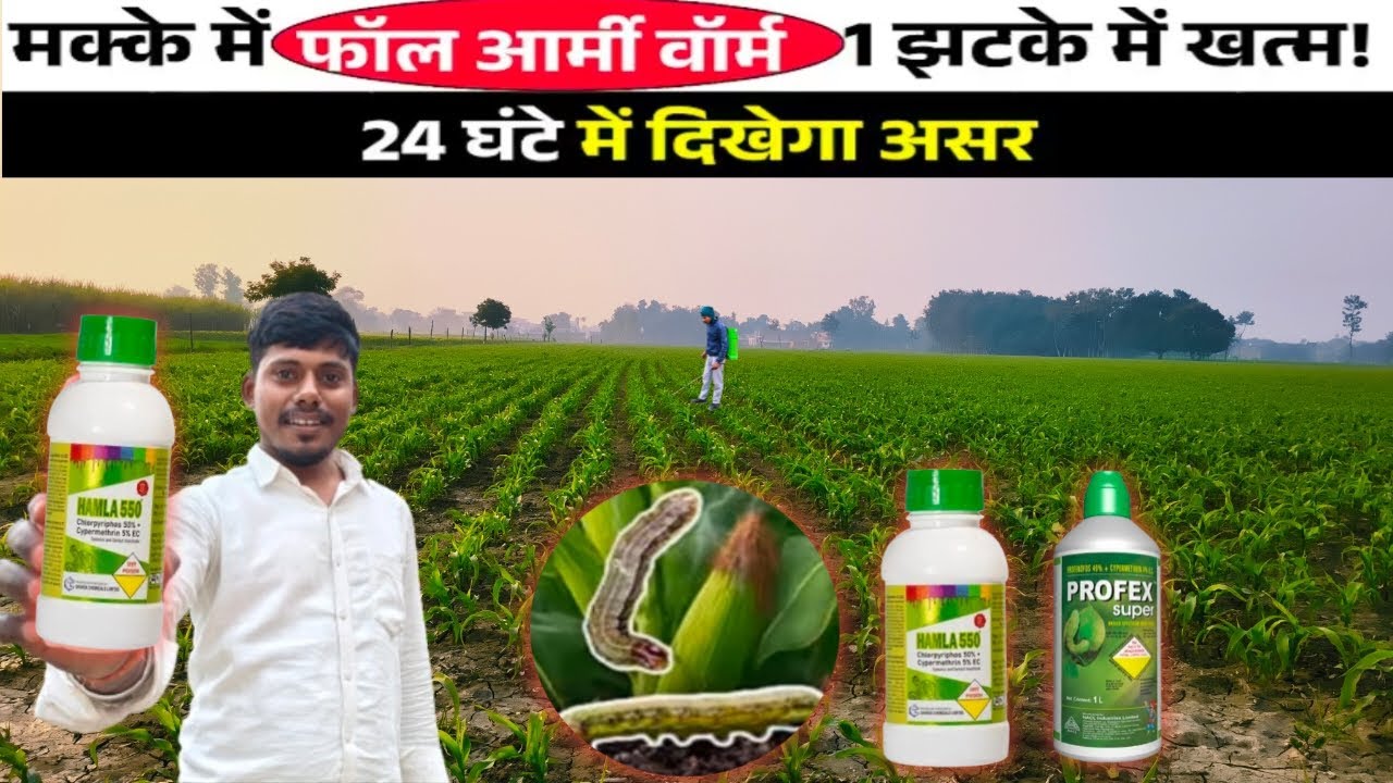 मक्के में फॉल आर्मी वार्म? सिर्फ 1 स्प्रे से 24 घंटे में खत्म! जिद्दी इल्ली 100% खत्म।