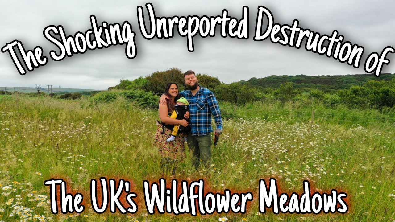 The Shocking Unreported Destruction Of The UK's Wildflower Meadows. What Can We Do?
