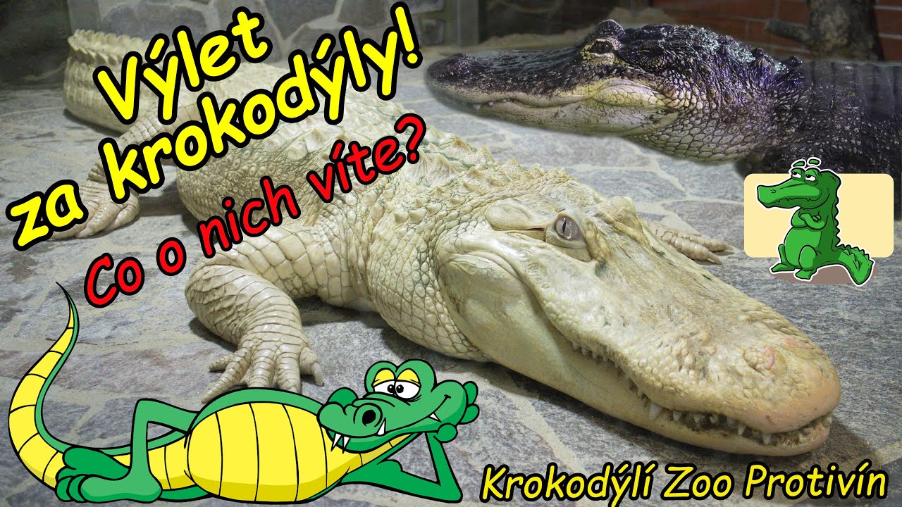 Krokodýlí Zoo Protivín – Znáte opravdu dobře krokodýly? Dozvíš se více!