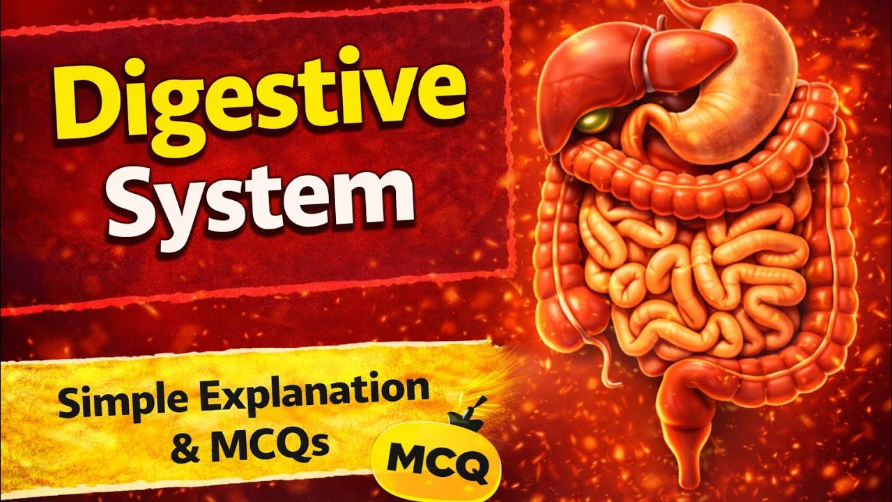Digestive system/Anatomy 