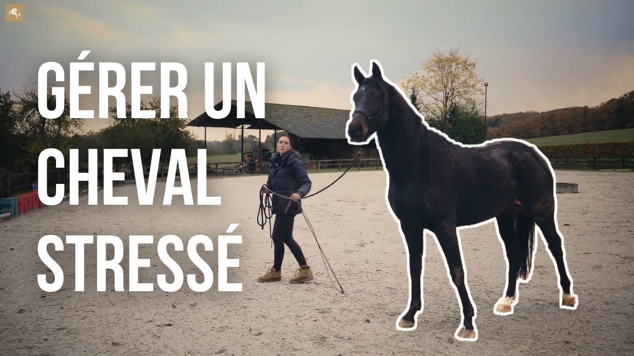 Gérer un cheval stressé - les conseils d'une pro