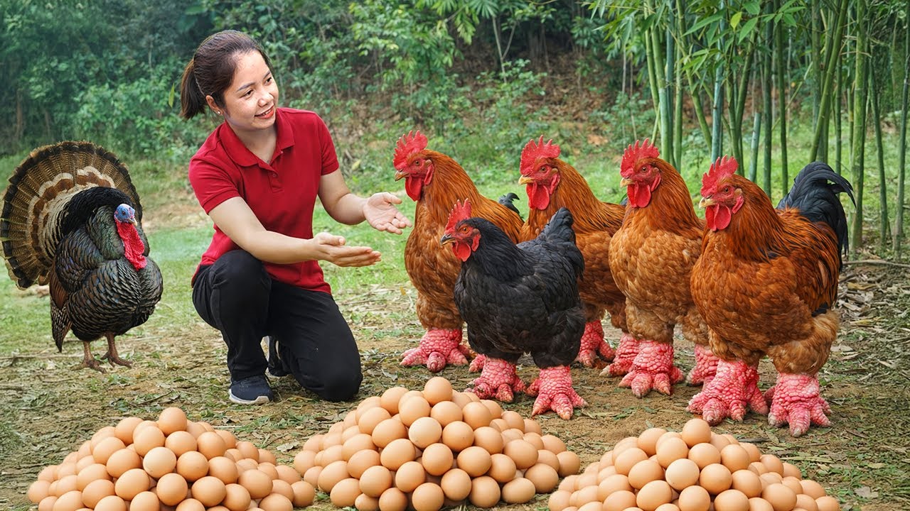 Harvesting Elephant Leg Chickens In The Bamboo Forest - Pick Chicken Eggs Go To Market Sell