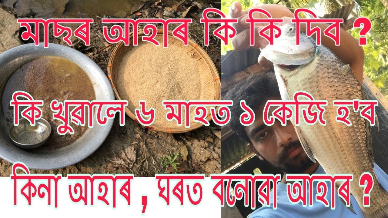 মাছ ডাঙৰ কৰাৰ ২টা পদ্ধতি ? কোনটো লাভ ?  Fish feeding process/ comercial feed and home made feed