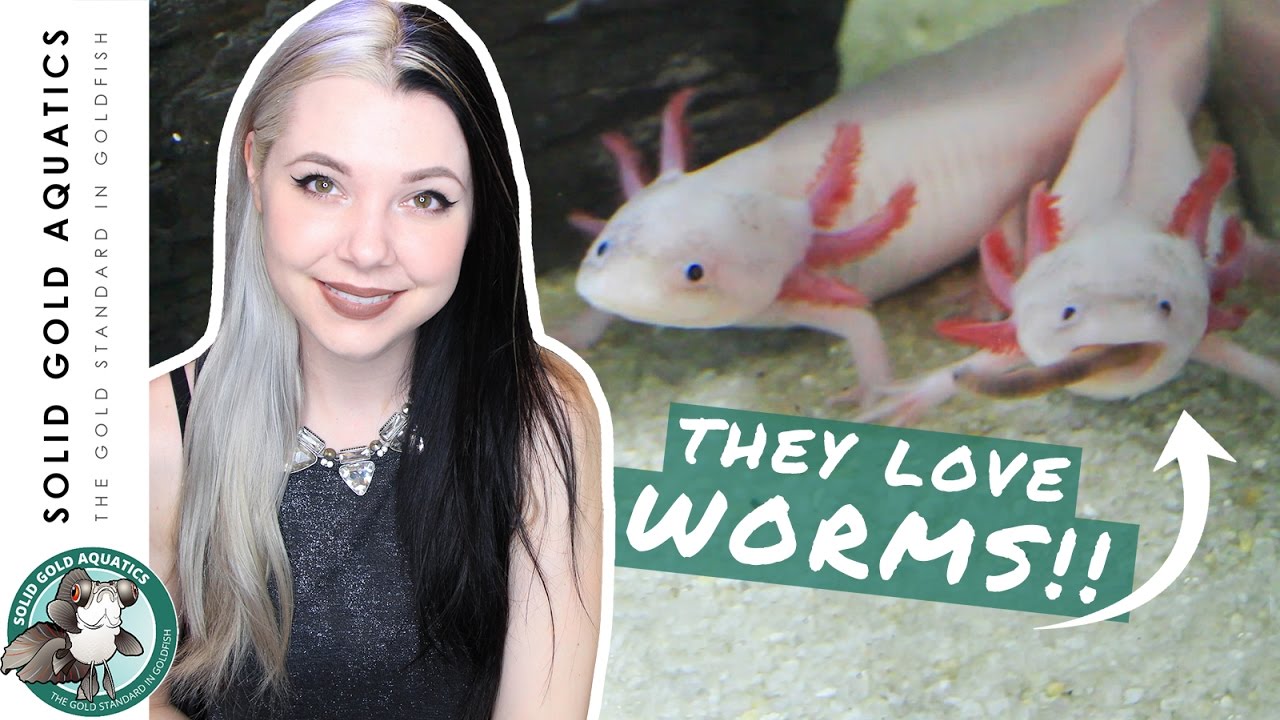 How Are My Axolotls Doing?! - UPDATE