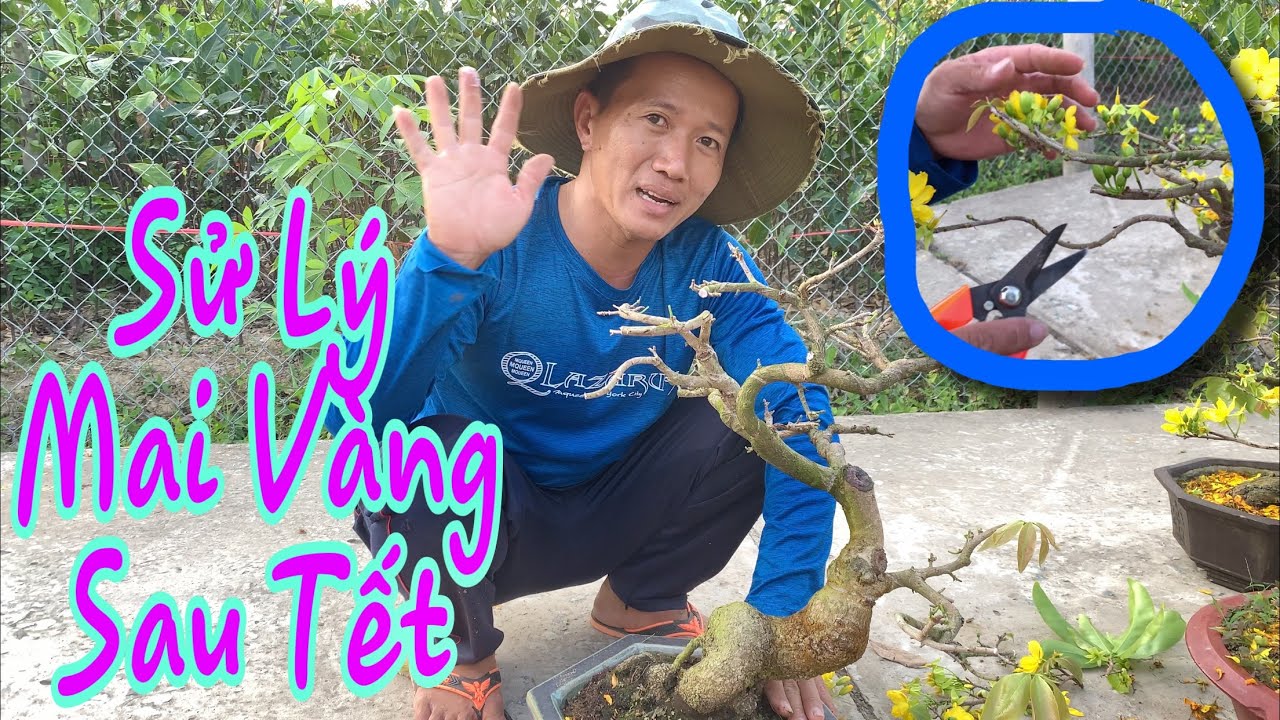 Cách Sử Lý Mai Vàng Sau Tết Hiệu Quả.