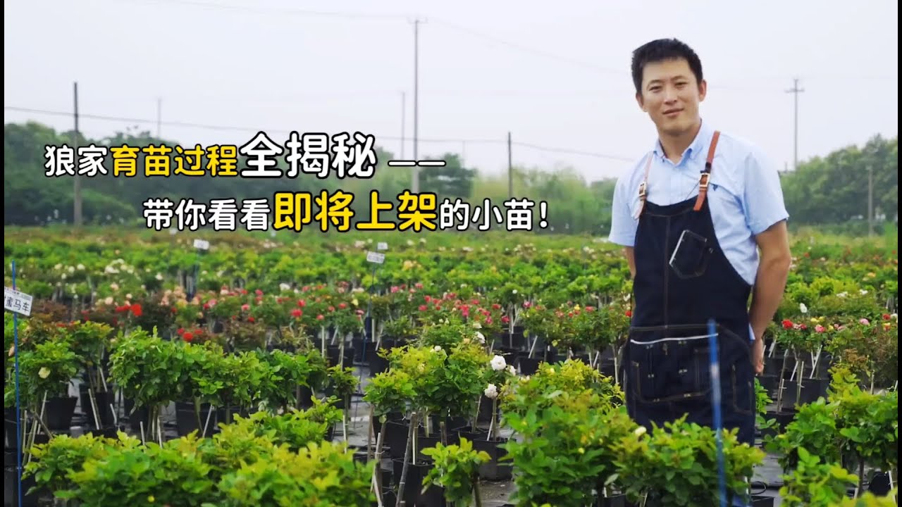 月季【生产】全过程—— 一棵月季是怎样从一小段枝条，成为你买到的小苗的？