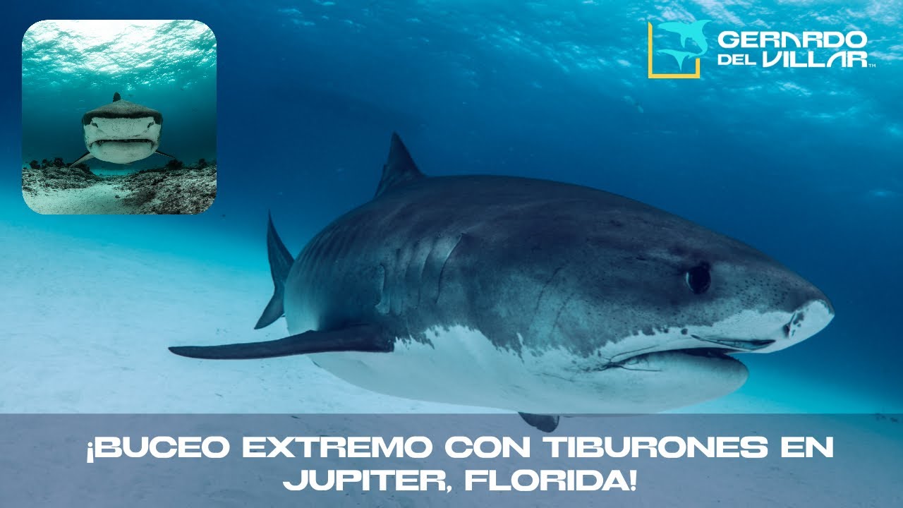 &iexcl;Buceo Extremo con Tiburones en Jupiter, Florida! 🦈🌊