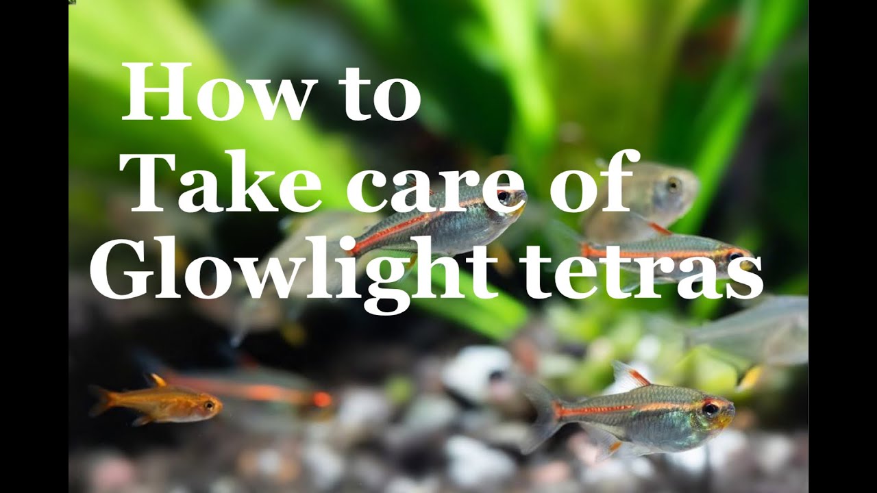 How to take care of a glowlight tetra