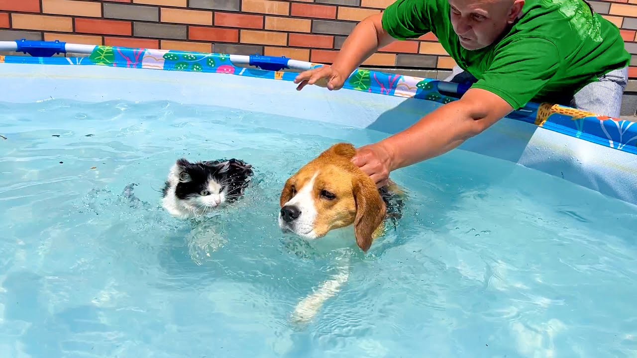 СОБАКА ВЫГОНЯЕТ КОТА ИЗ БАССЕЙНА. БРОС ШОУ ПЕТ