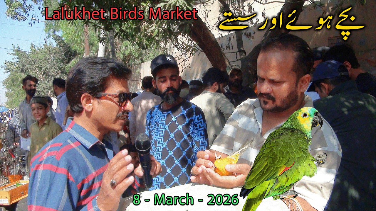 Lalukhet Exotic Parrots and Rare Birds Market Karachi 8-3-2026 Latest Update in Urdu | سوق الطيور