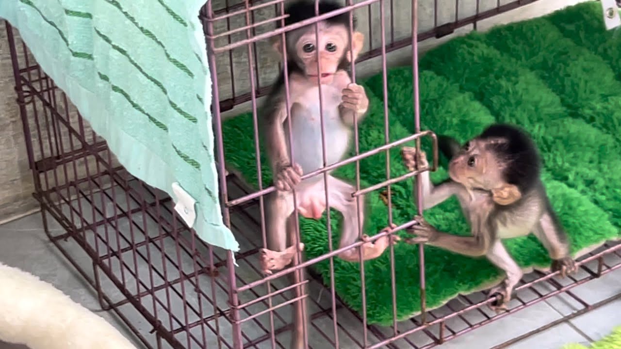 baby monkeys Wili and Wini chasing each other