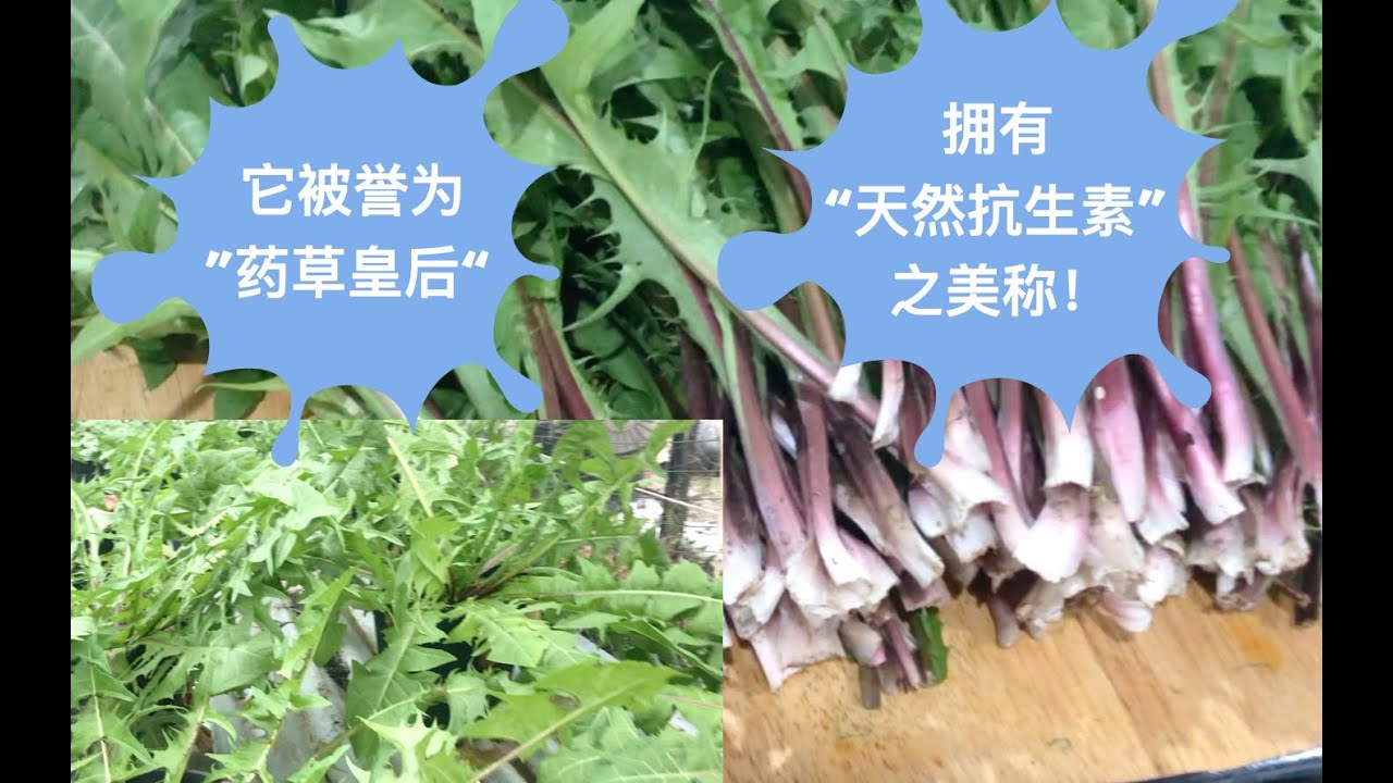 29）用花盆种出的蒲公英整棵直径快逼近一米宽，健康的蒲公英茶就这么种出来的