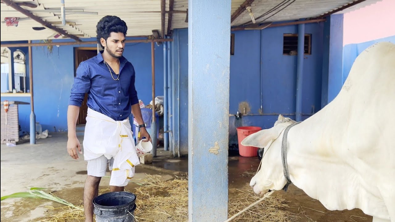 maattu Pongal🤣🌾💥Goutham | #trendingtheeviravadhi #comedy #viral