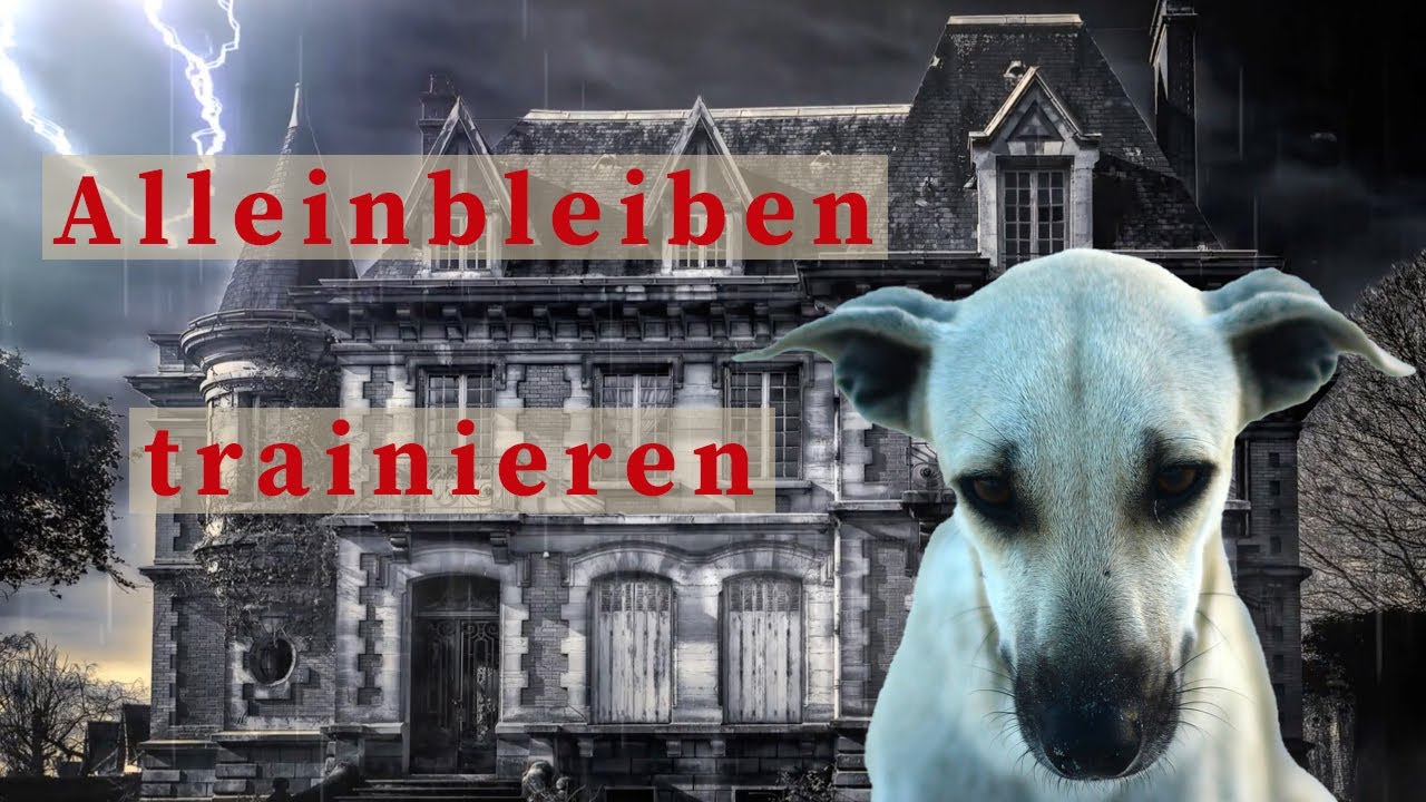 Hund allein bleiben beibringen