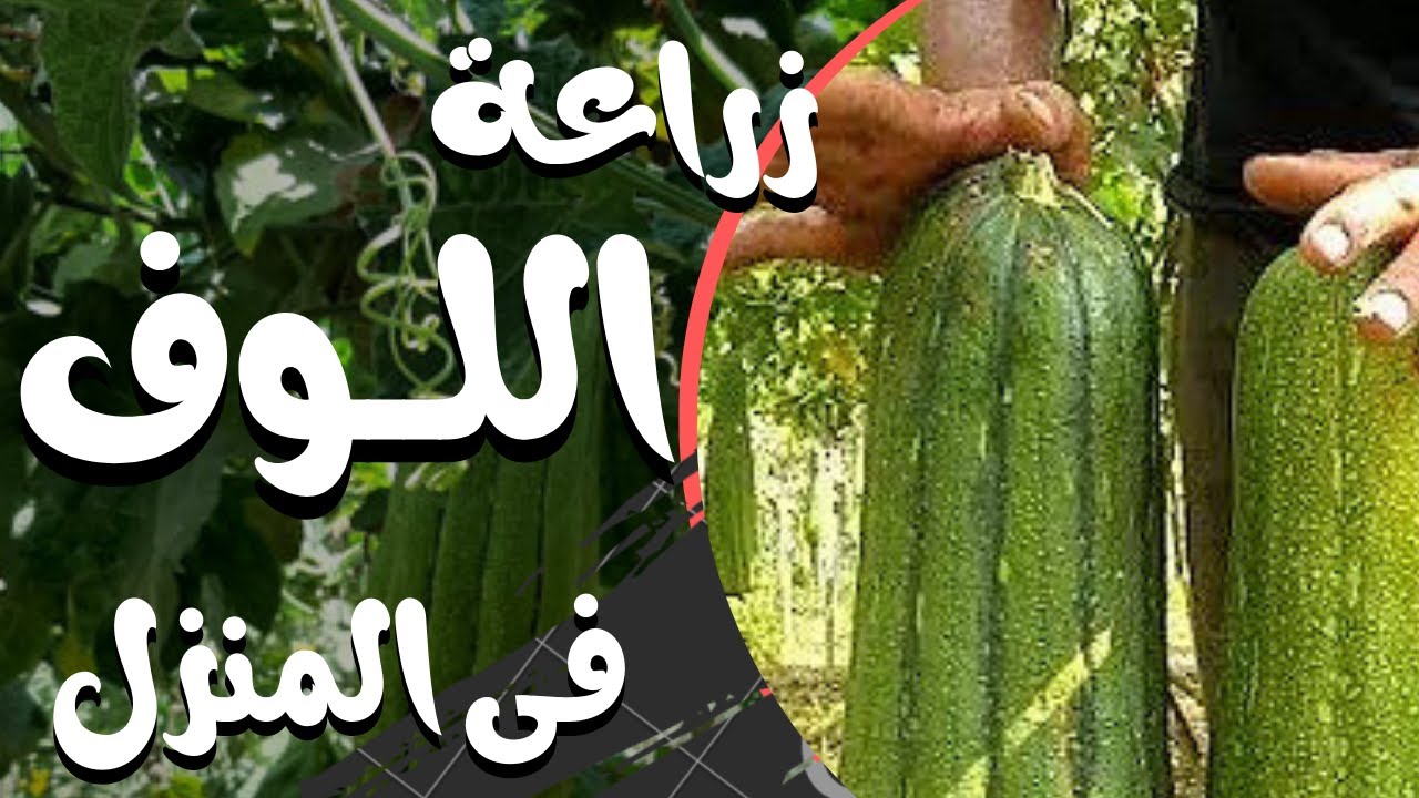 زراعة اللوف فى المنزل من البذور