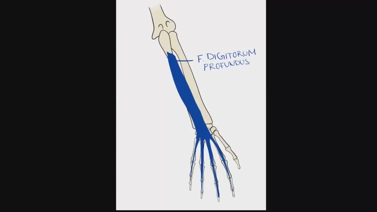 Anatomy of the Anterior Forearm