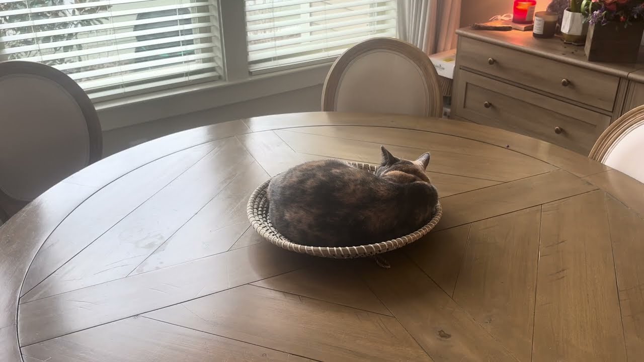 Kitty's Perfect Chill Session in Her Basket 😻 Cozy Relaxing Cat Vibes!