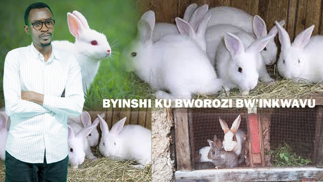 Uburyo Worora Inkwavu Ukabona Inyungu Mu Gihe Gito