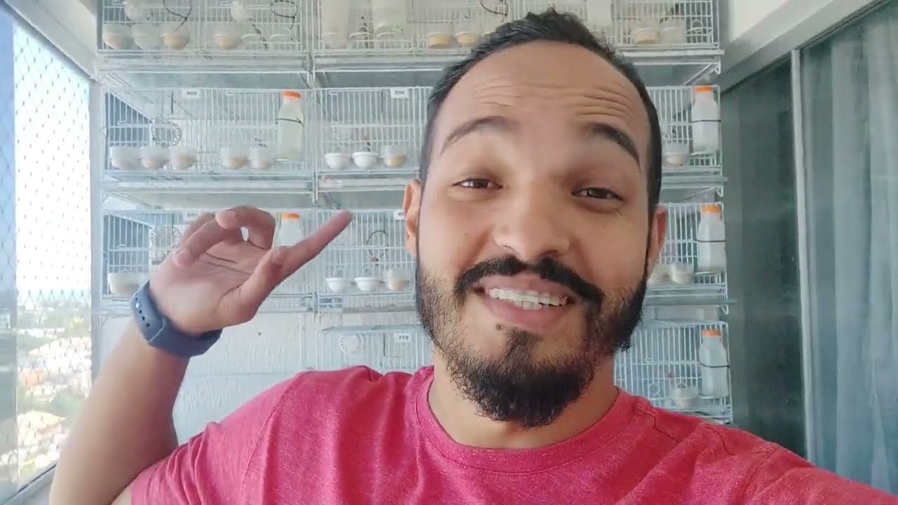 Vendi todos canários - Resumo da criação no Apartamento