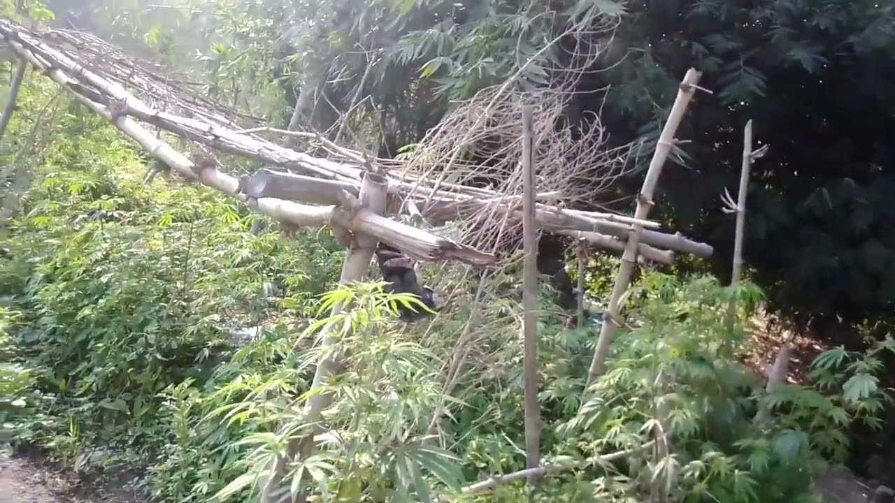 हरी भरी खेतों का नजारा देखिए