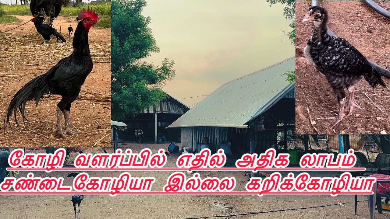 ✌️🧬😍கோழி வளர்ப்பில் எதில் அதிக லாபம் சண்டைகோழியா🐣🙌இல்லை கறிக்கோழியா😍✌️