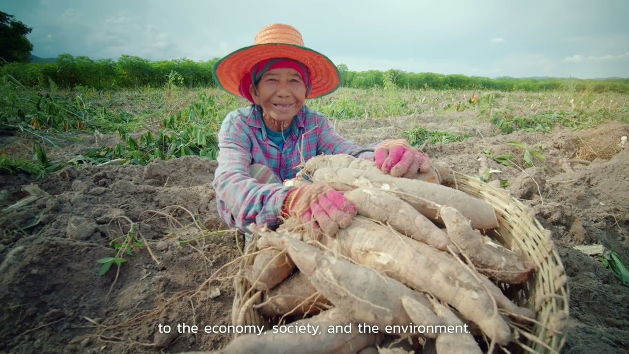Cassava Transforming Thailand's Cassava Value Chain Toward Sustainability