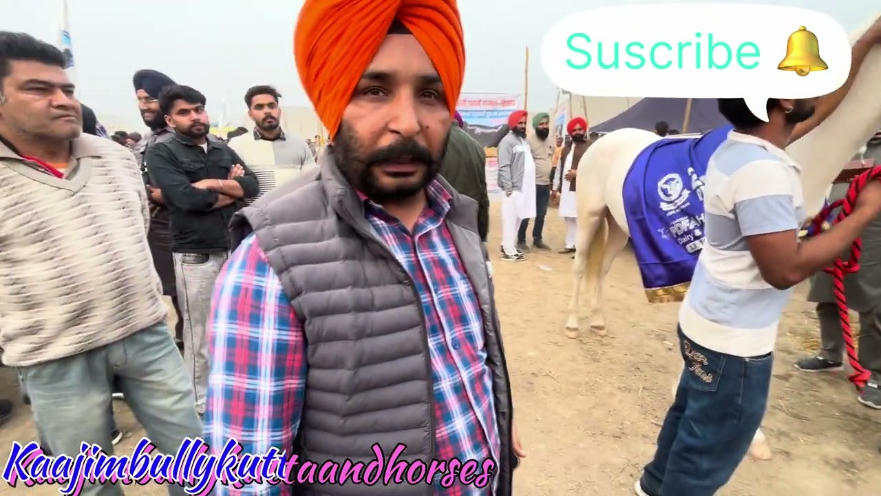 DFA Pehowa Kkr 13/12/2025 Nukra horse Cmt Result first day #nukra #nukri #horse 