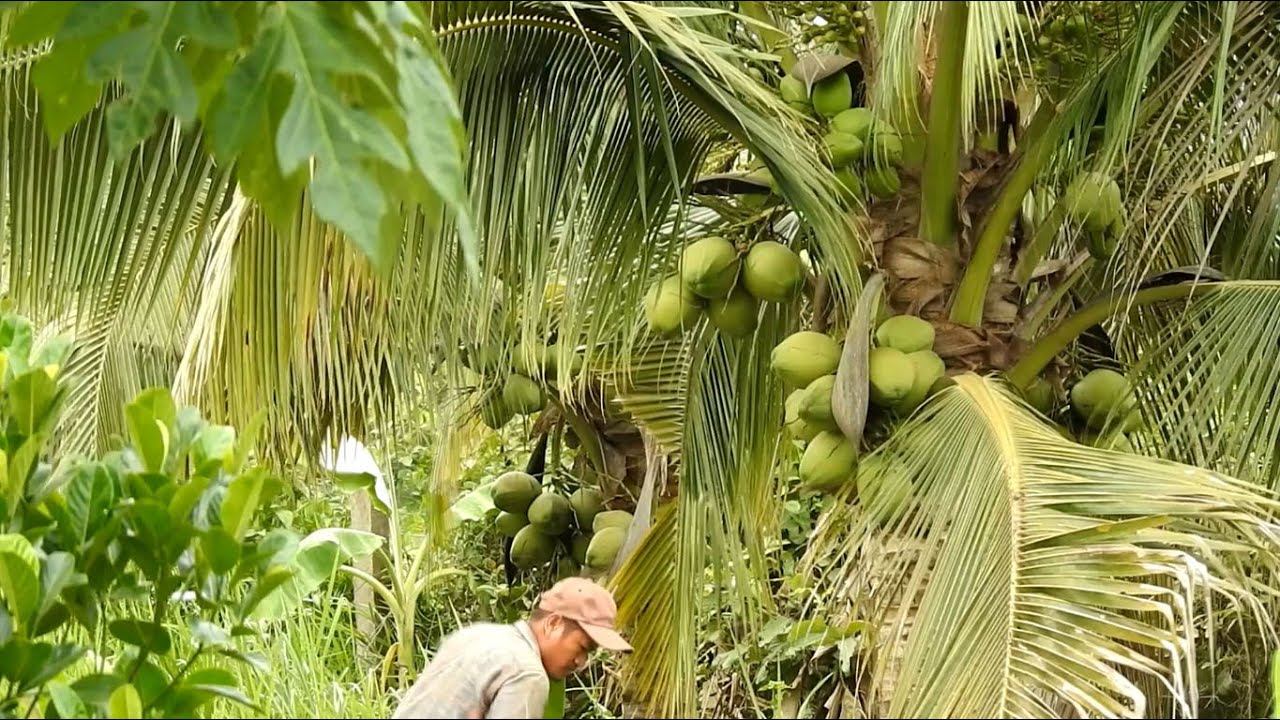 Amazing Skill Fertilizer Coconut Use Fresh Chicken Manure - How To Gain More Yield of Coconut.