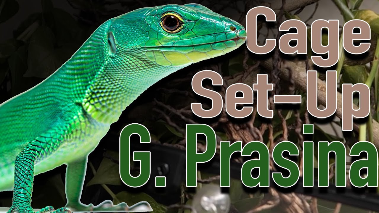 Green Keeled Belly Lizard Terrarium Build! (Gastropholis prasina)
