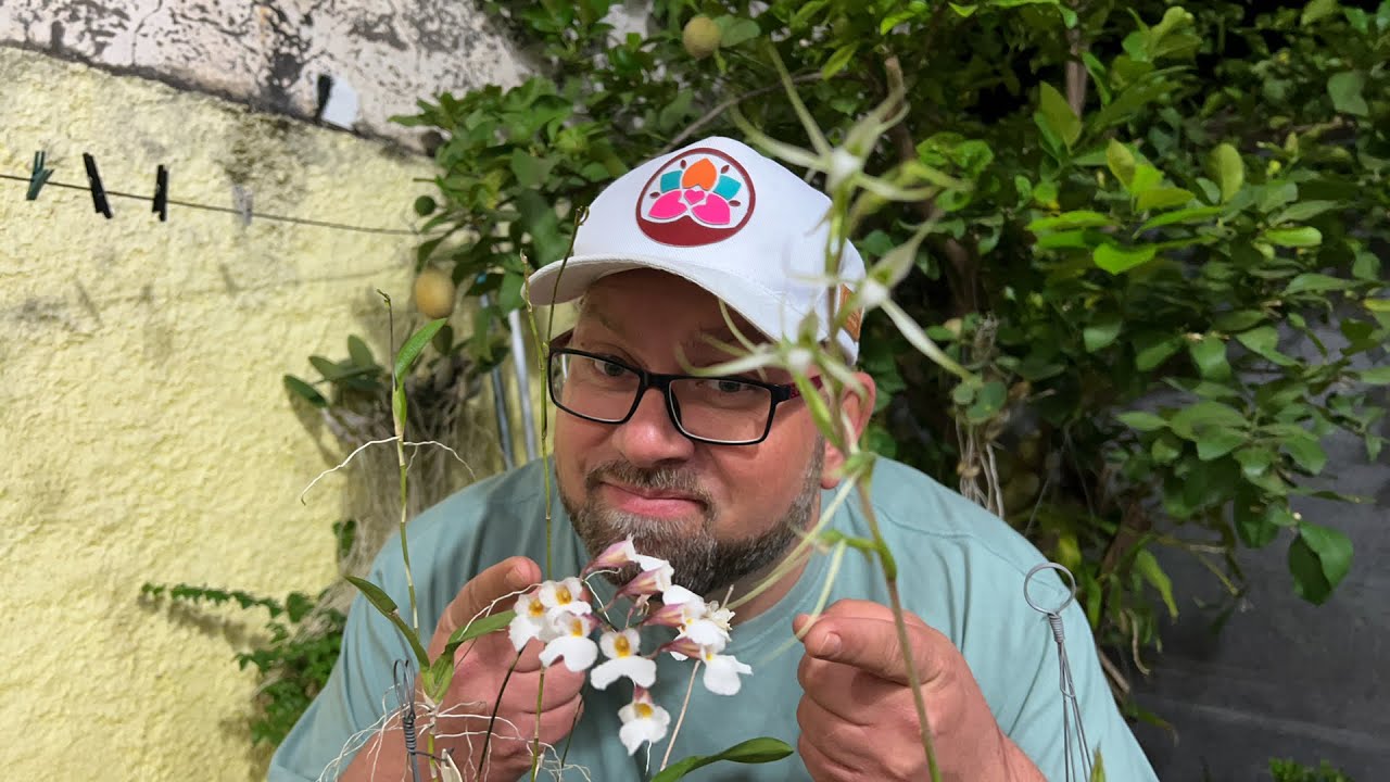 Orquídea difícil de ser cultivada, Rodriguezia, Ionopsis, Eltroplectris calcarata