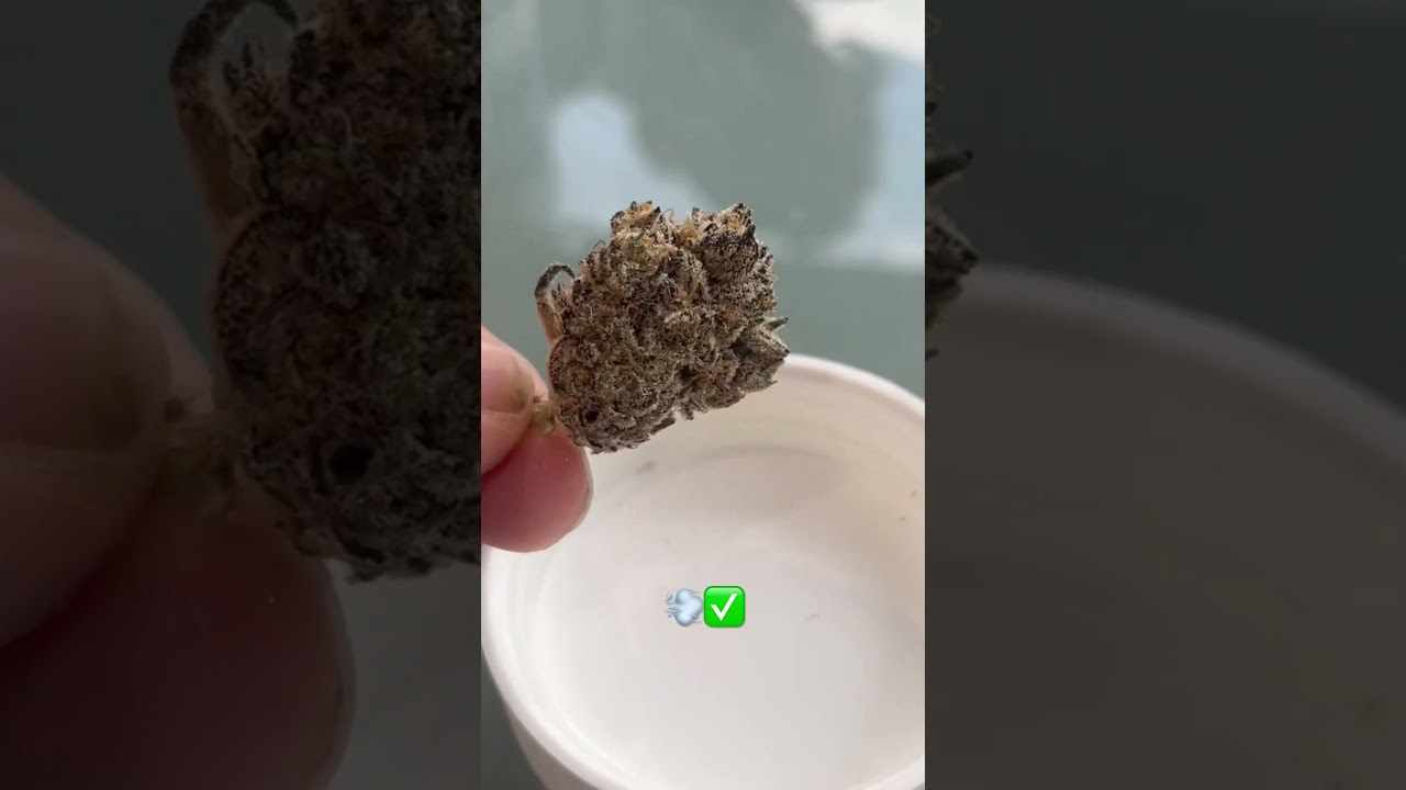 Look at this 🤩 Oreo Z