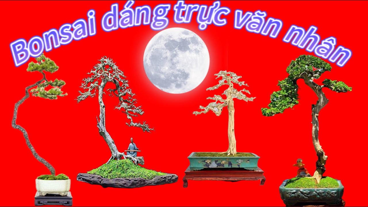 Trực văn nhân dáng cây bonsai cơ bản nhưng lại tuyệt đẹp