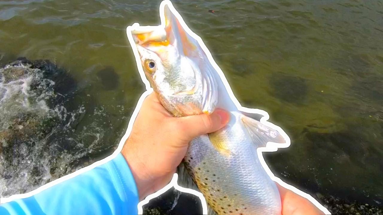 Multi Species Day At Courtney Campbell (RUNCL Ancohuma 5000 Spinning Reel)