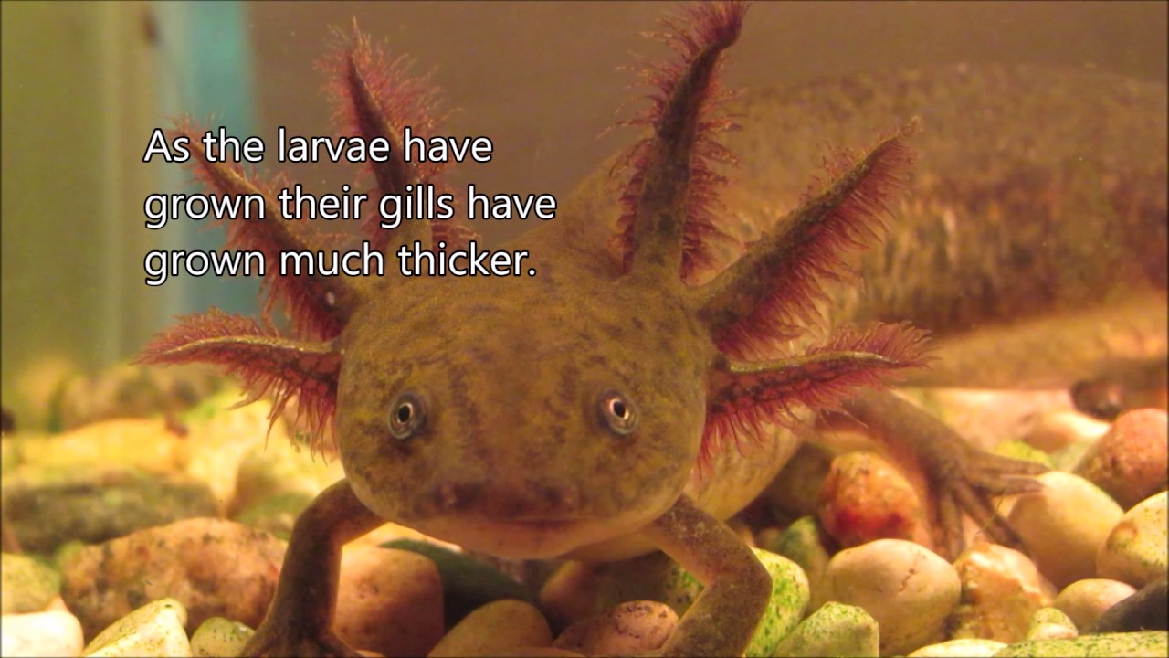 Egg to Salamander
