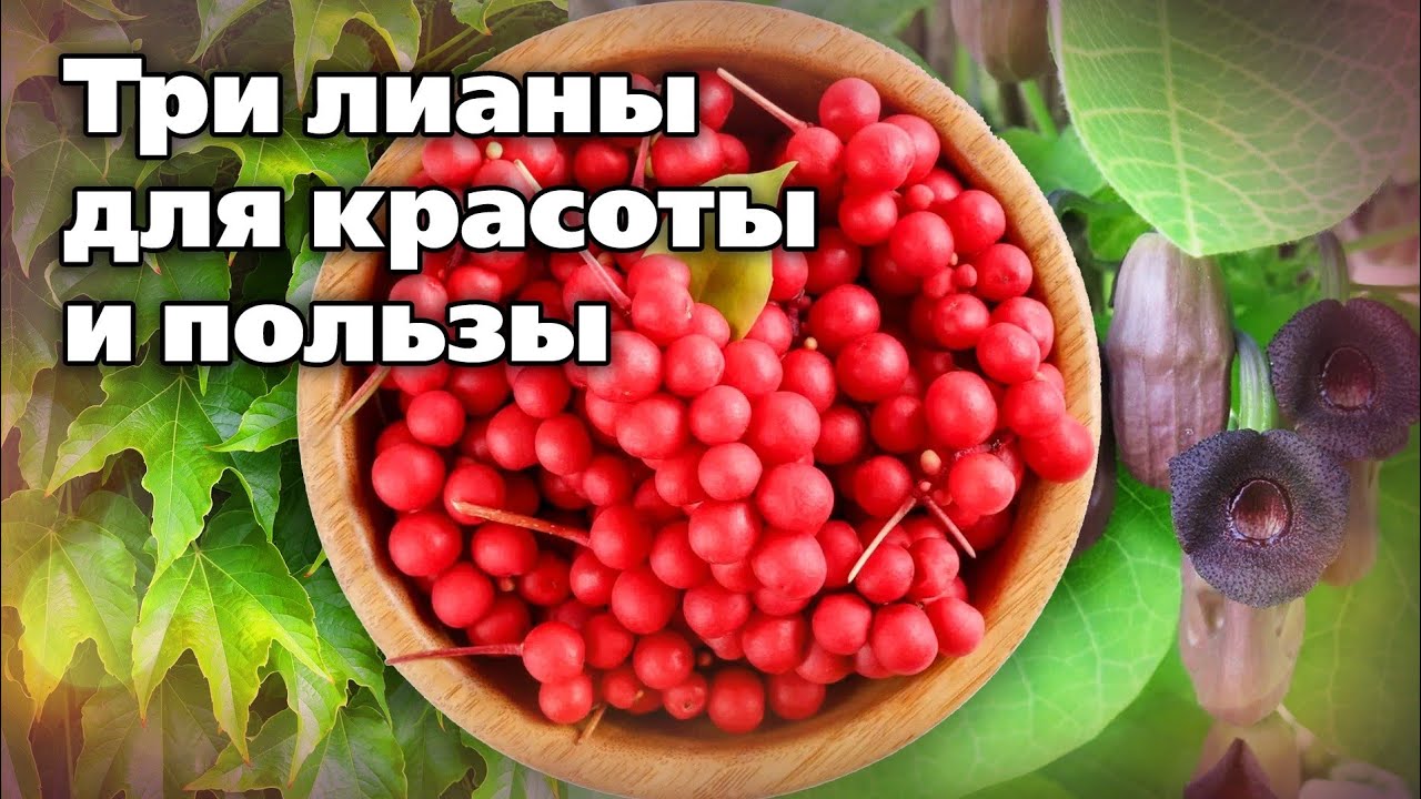 Неприхотливые вьющиеся растения. Украшают сад, скрывают недостатки, приносят пользу