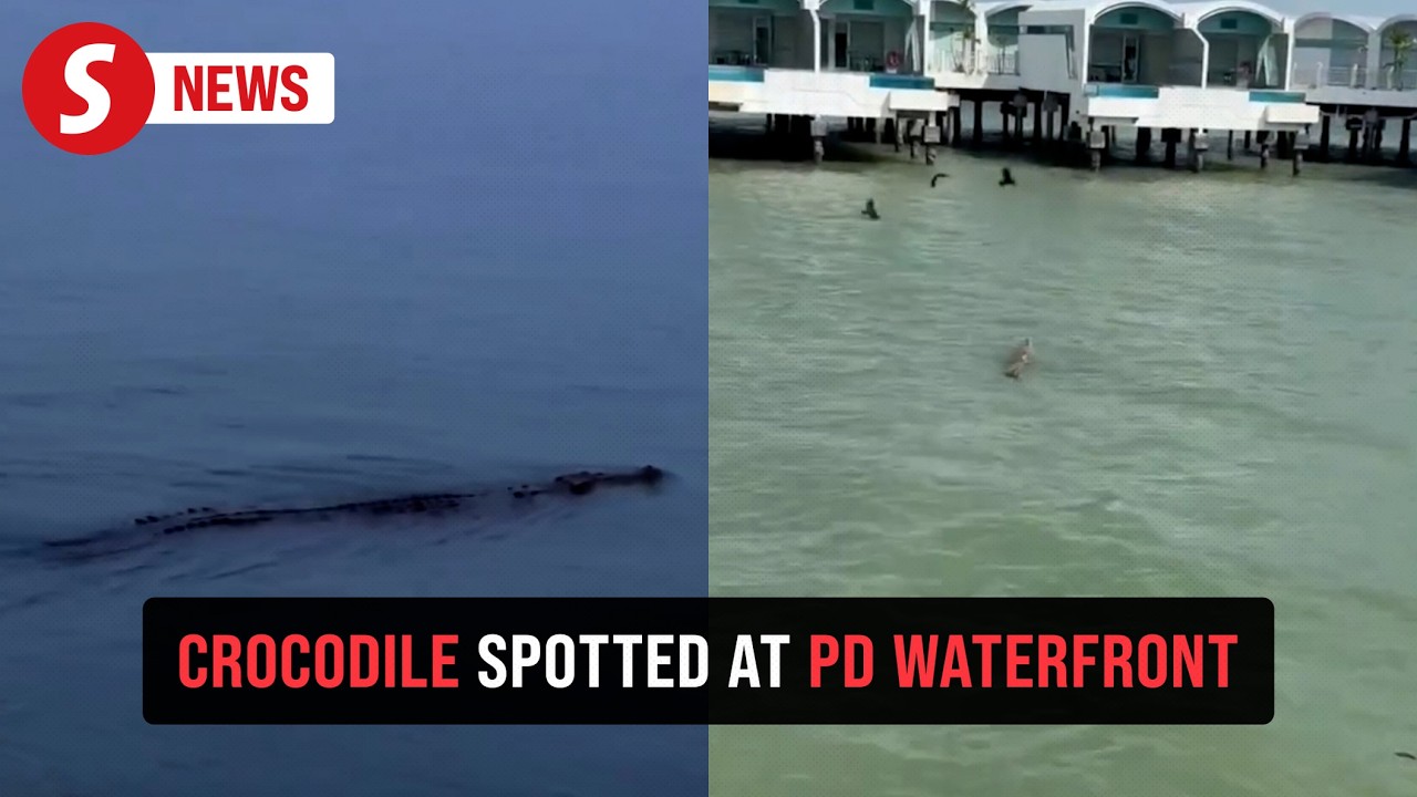 Large crocodile spotted at Port Dickson Waterfront
