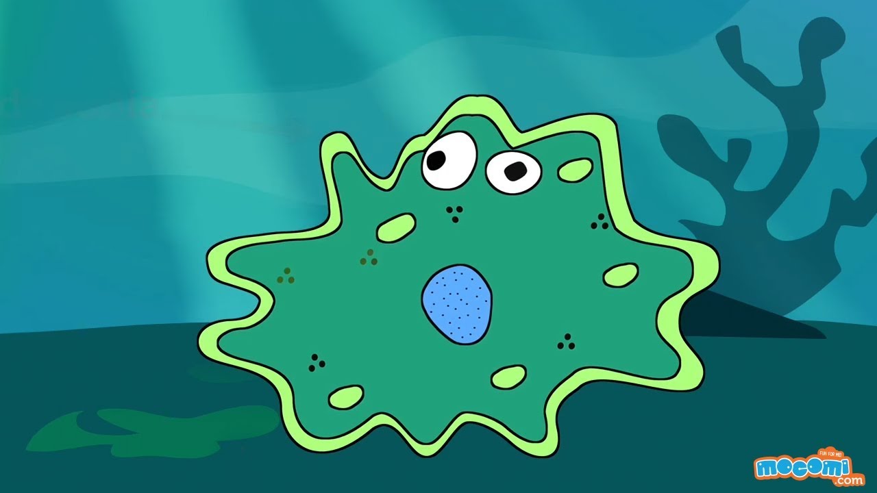 Nutrition in Amoeba - Feeding & Digestion Process | Science for Kids | Educational Videos by Mocomi