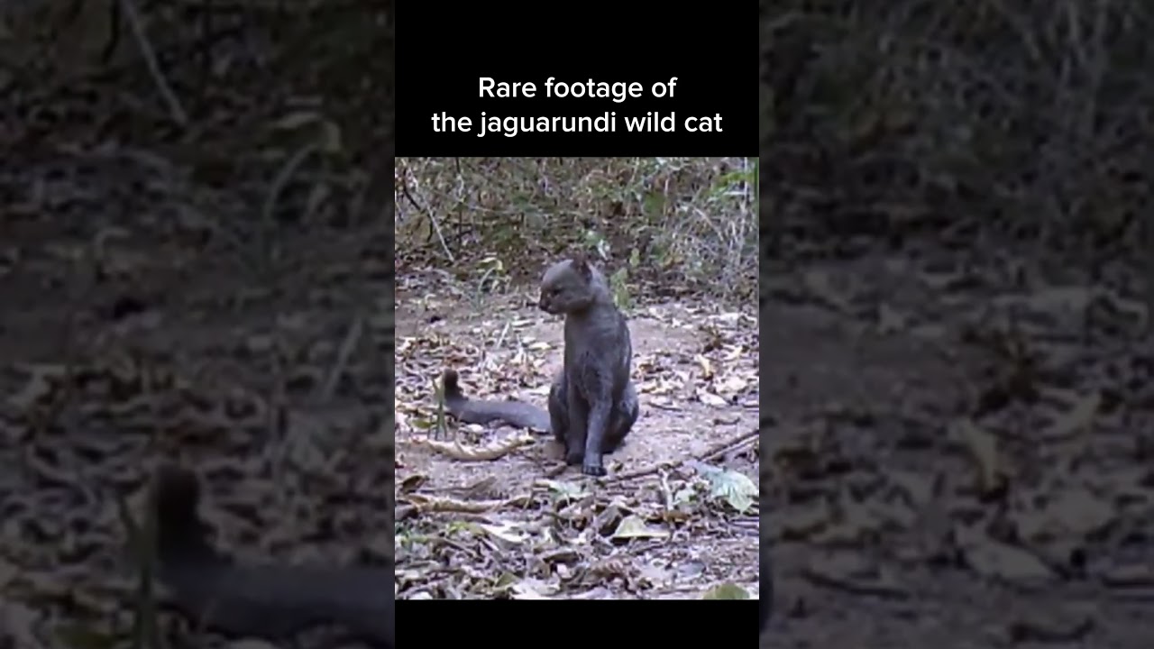 Realy Rare Footage of a Jaguarundi🤯💯