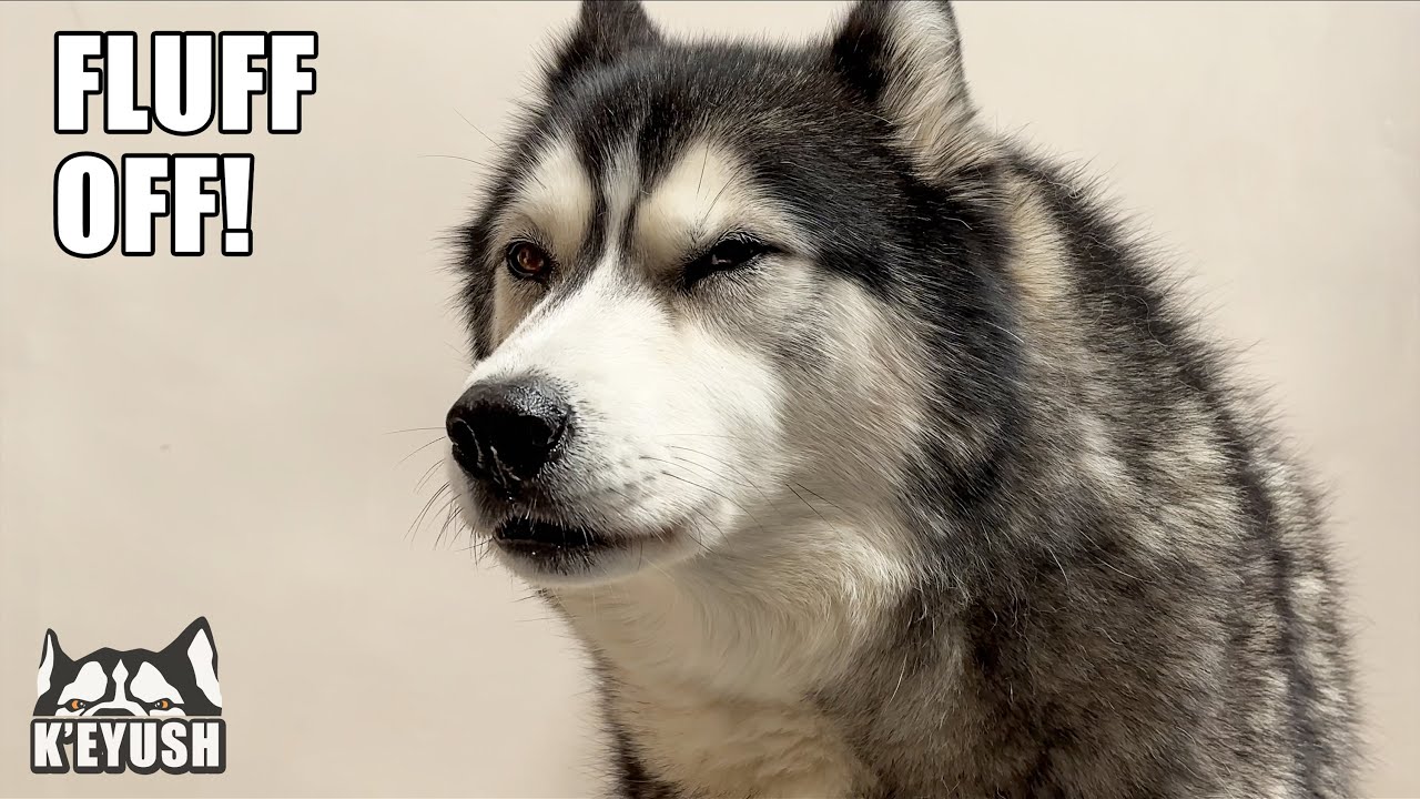 Told To FLUFF OFF By My Husky For Being In His Spot!