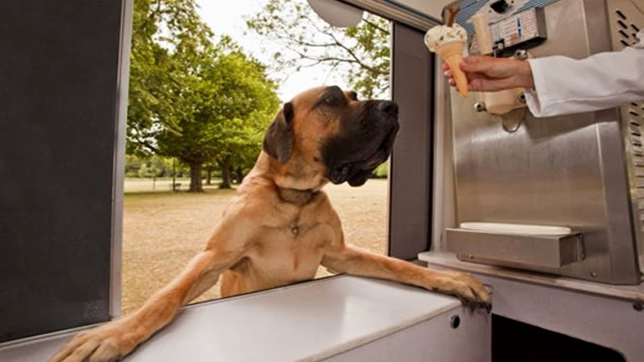 Funny Dogs Waiting and Happy to see Ice Cream Truck|| FUNNY VIDEO