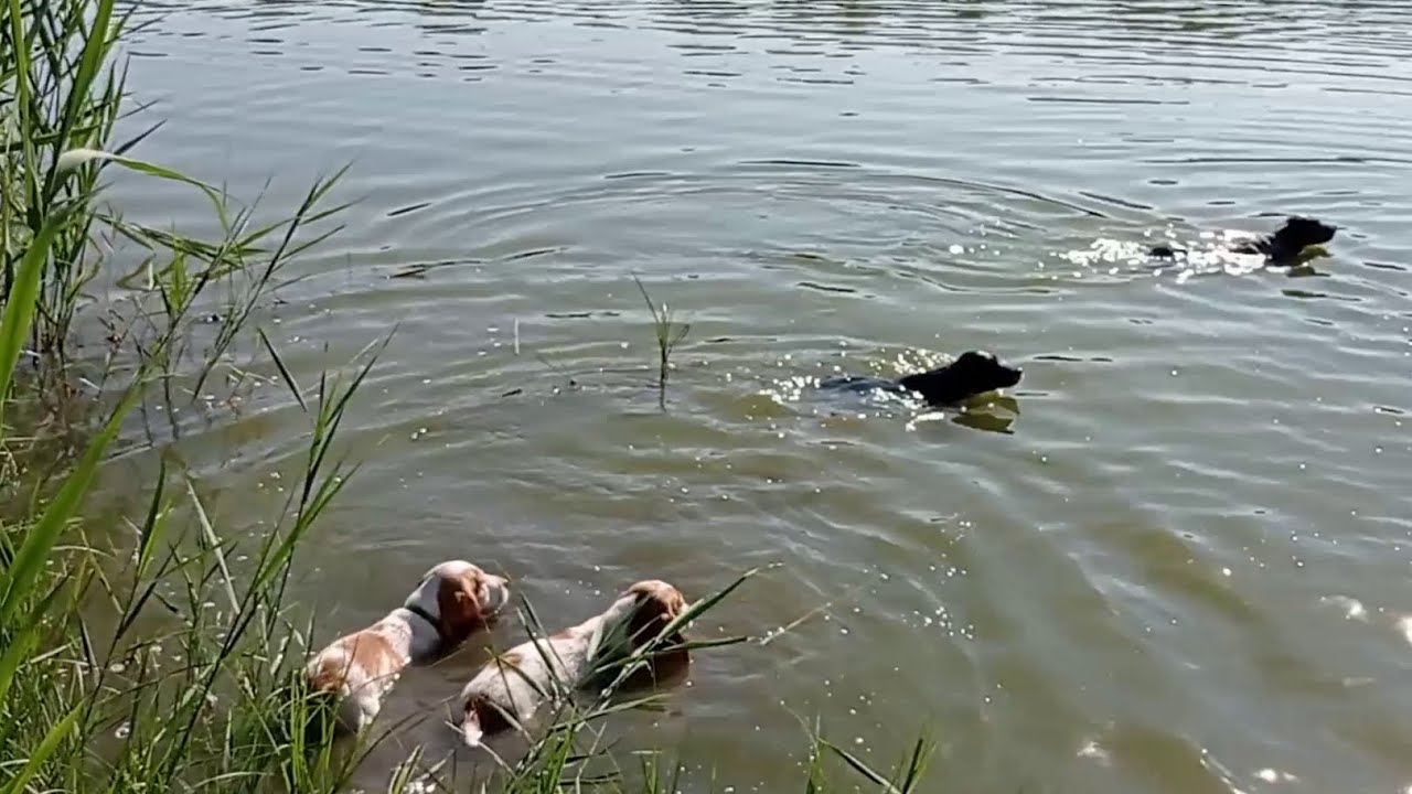 щенки русского спаниеля часть 5 - знакомство с большой водой