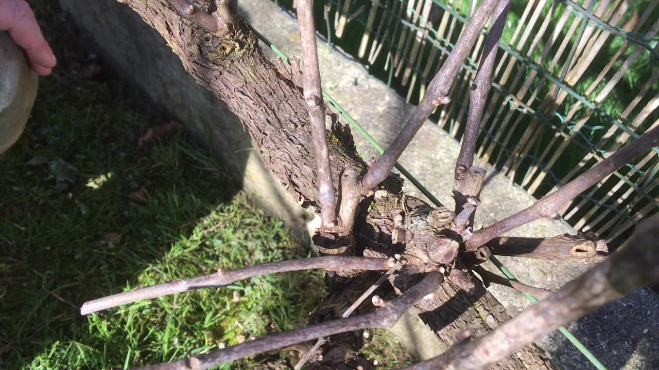 61 - Comment tailler la vigne en fin d'hiver ?
