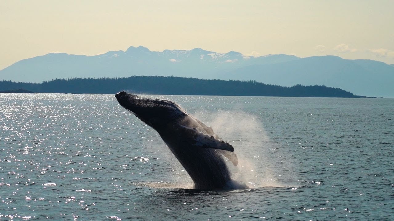 National Geographic's Remarkable Journey from Alaska's to British Columbia