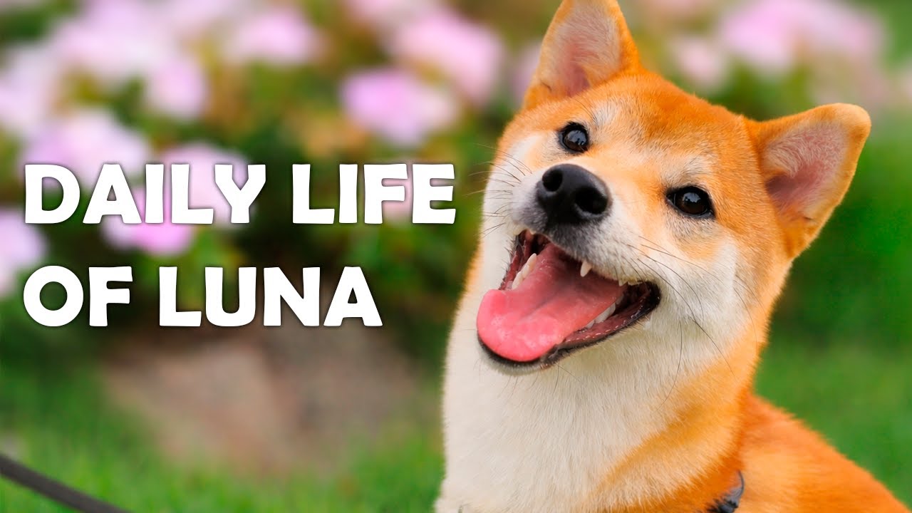 A Day in the Life of a Shiba Inu