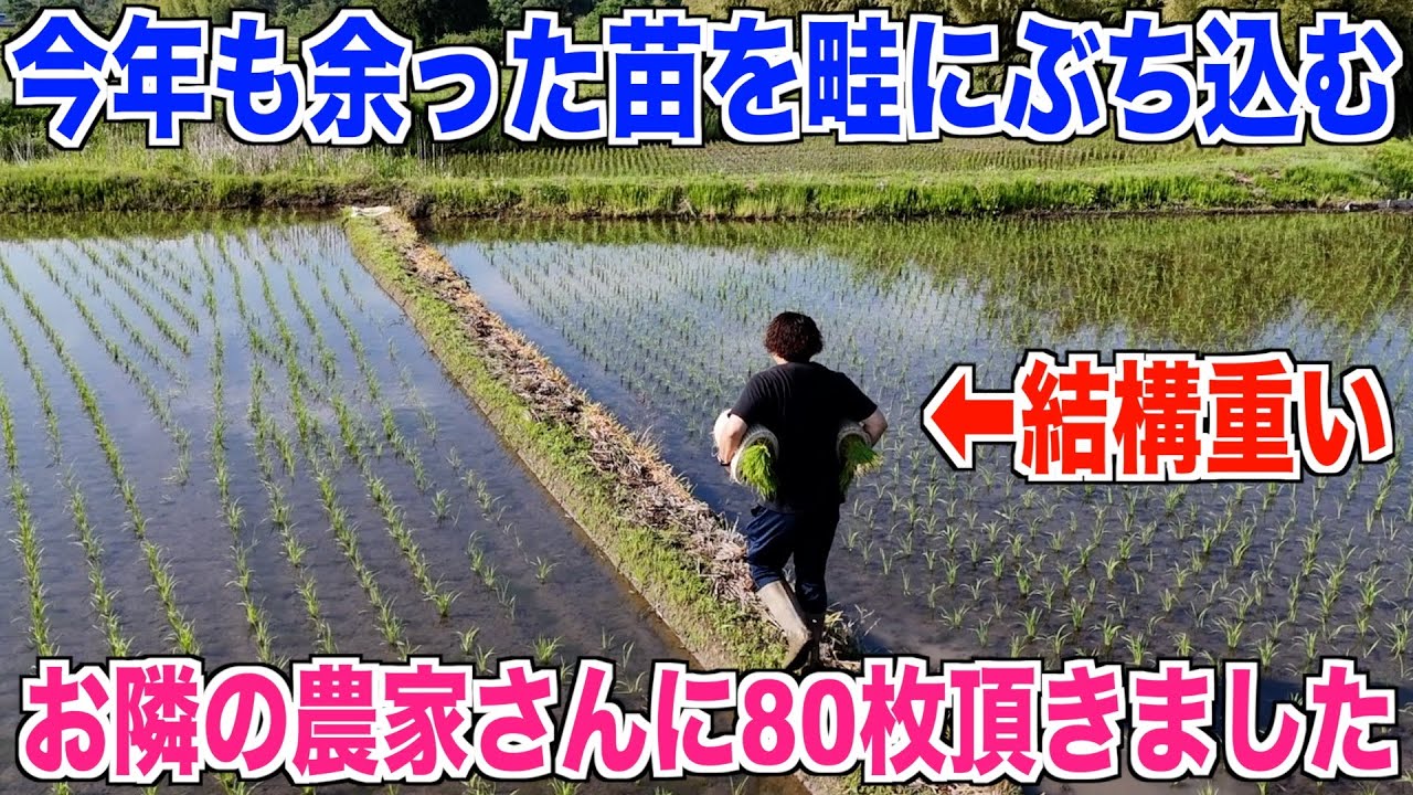 【余った苗】今年も畦にぶっこんできました 30代米作り奮闘記#367