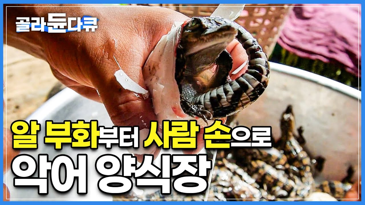 손으로 직접 까서 부화시키는 악어 알, 낚시보다 수입이 좋아 점점 늘어간다는 캄보디아 악어 양식장|매 순간이 위험해 목숨 걸고 일하는 양식장 사람들|세계테마기행|#골라듄다큐