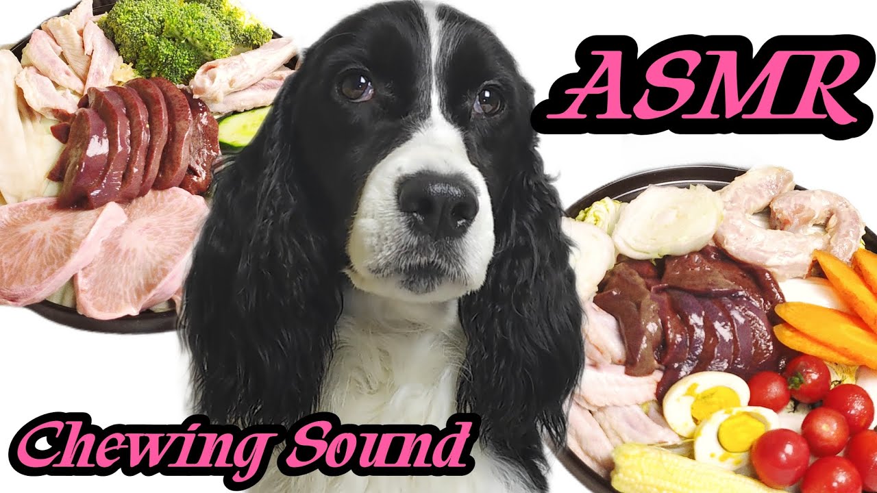 IMMERSIVE DOG CHEWING FOOD SOUND PURE ENJOYMENT EDITION 2 EPISODES.WINKY'S ASMR CRUNCHY MEAL MUKBANG