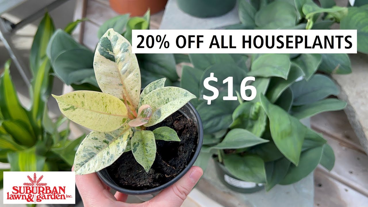 $12 P. Melanochrysum, $16 Ficus Shivereana & Scindapsus Jade! 20% Off All Houseplant at Suburban